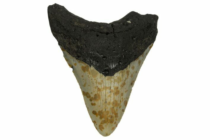 Bargain, Fossil Megalodon Tooth - North Carolina #186595